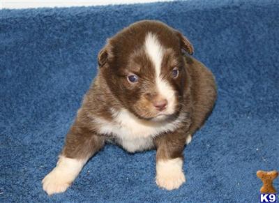 Puppies in MO