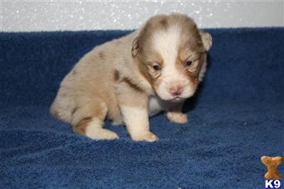 Miniature Australian Shepherd Puppies for Sale
