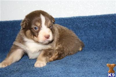 Miniature Australian Shepherd Puppies for Sale