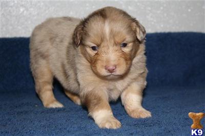 Puppies in MO