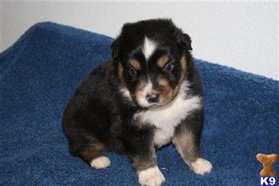 Puppies in MO