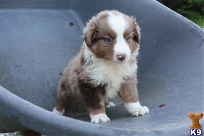 Puppies in MO