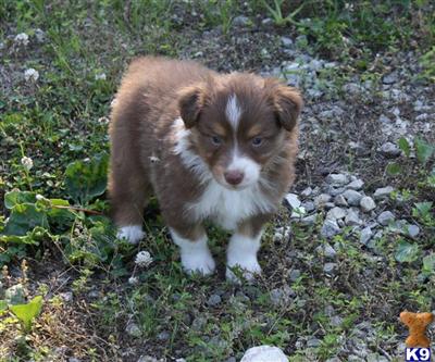Puppies in MO
