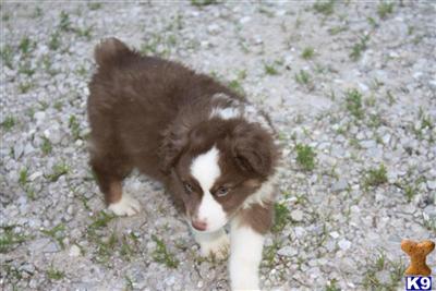 Puppies in MO