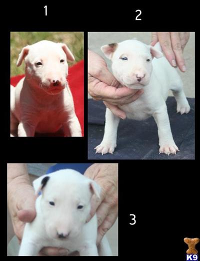 Bull Terrier Puppies for Sale