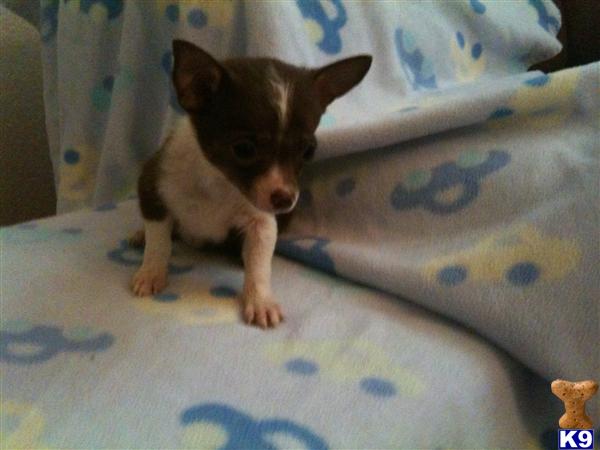 Chihuahua Puppies in TX