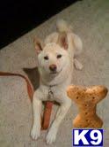 Dogs for Sale in GA