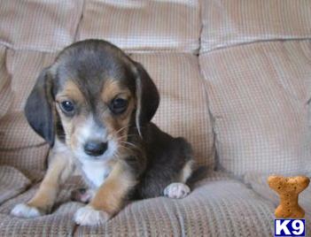 beagle puppies for sale in california document moved beagle puppies for sale in california document moved