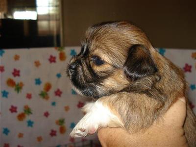 Lhasa Apso Puppies for Sale