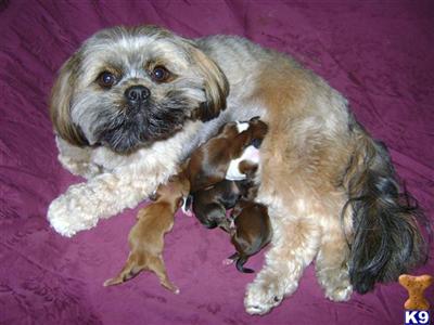 Lhasa Apso Puppies for Sale