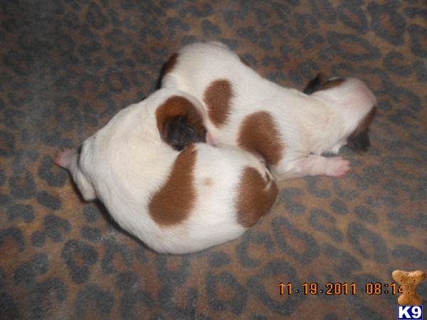 Lhasa Apso Puppies