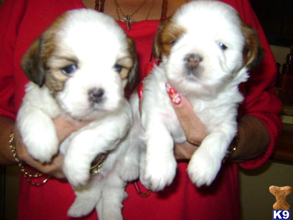 Lhasa Apso Puppies