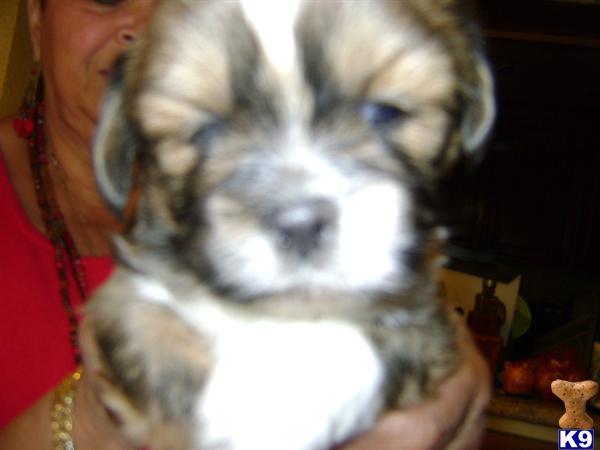 Lhasa Apso Puppies