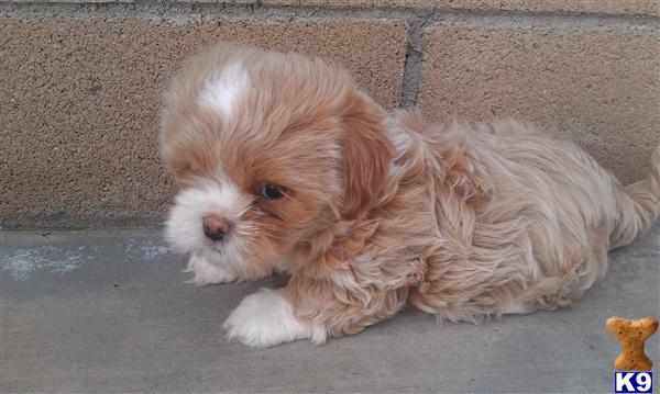 Lhasa Apso Puppies