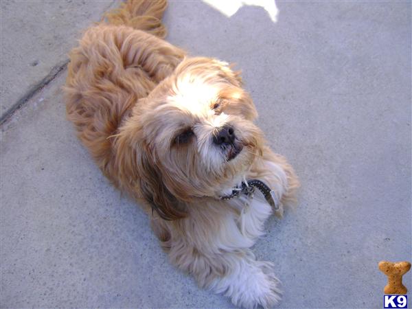 Stud Dogs - Lhasa Apso