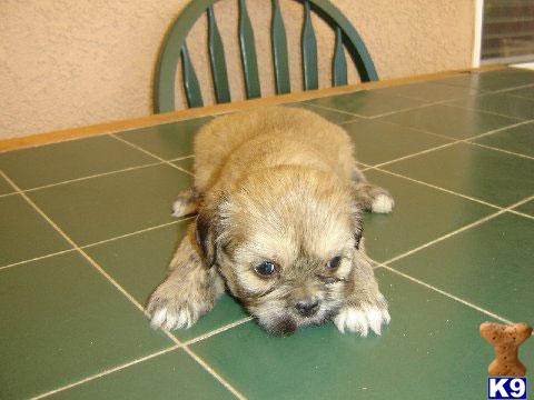 Puppies in Fontana