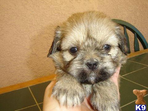 Puppies in Fontana