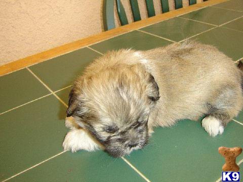 Puppies in Fontana