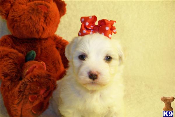 Bichon Frise Puppies