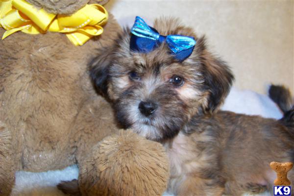 Teacup+shih+tzu+puppies+for+sale+in+missouri