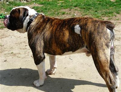 Stud Dogs in CT