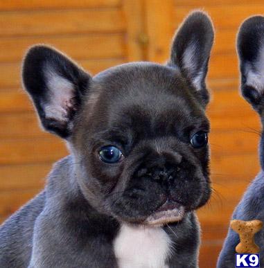 Puppies in Plantation