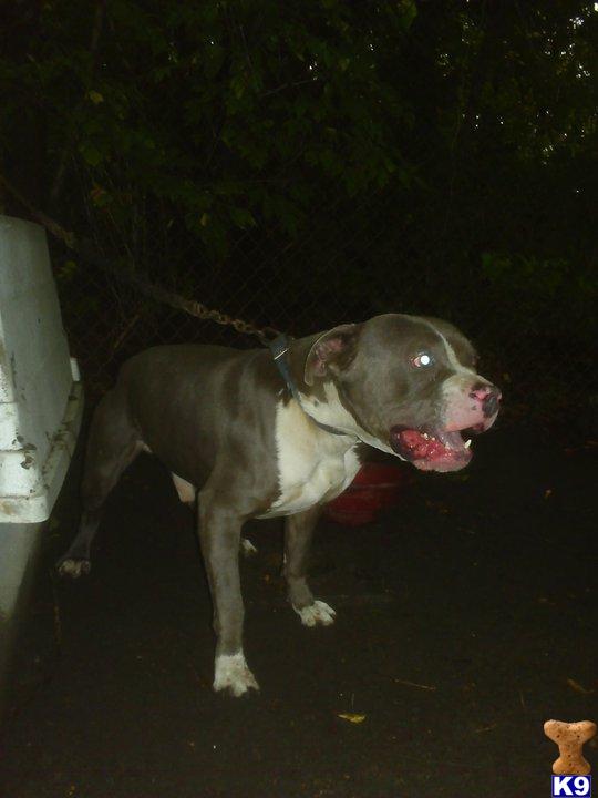Stud Dogs in MI