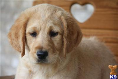 Labradoodle Puppies for Sale