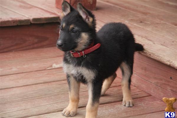 Puppies in Scottsville