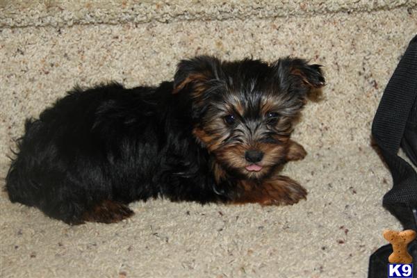 Puppies in Scottsville