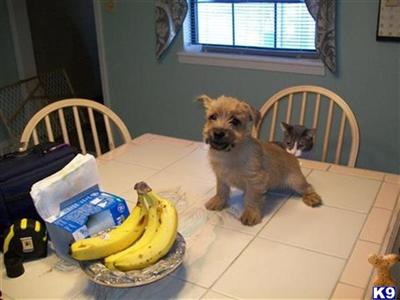 Norwich Terrier Puppies for Sale