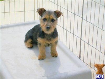 Dogs for Sale in AR