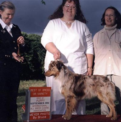 Stud Dogs - Australian Shepherd
