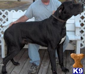 Stud Dogs - Great Dane