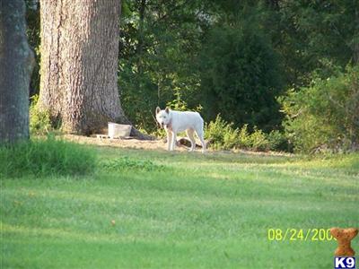 Dogs for Sale in NC