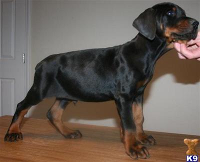 Doberman Pinscher Puppies for Sale