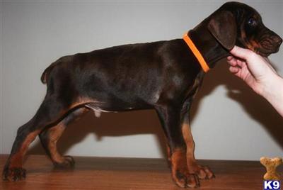 Doberman Pinscher Puppies for Sale