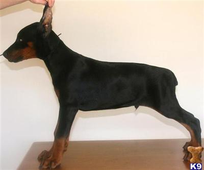 Doberman Pinscher Puppies for Sale