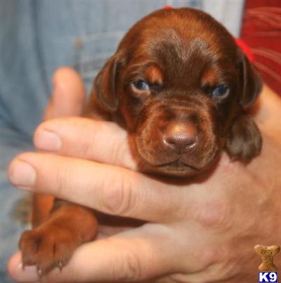 Doberman Pinscher Puppies for Sale