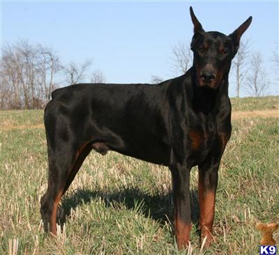 Doberman Pinscher Puppies for Sale
