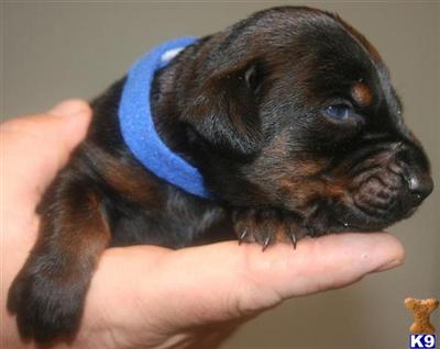 Doberman Pinscher Puppies for Sale