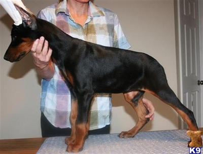 Puppies for Sale