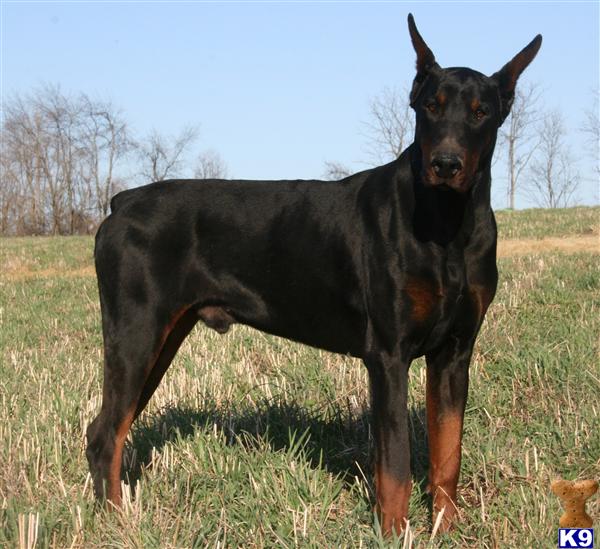 Doberman Pinscher Puppies for Sale