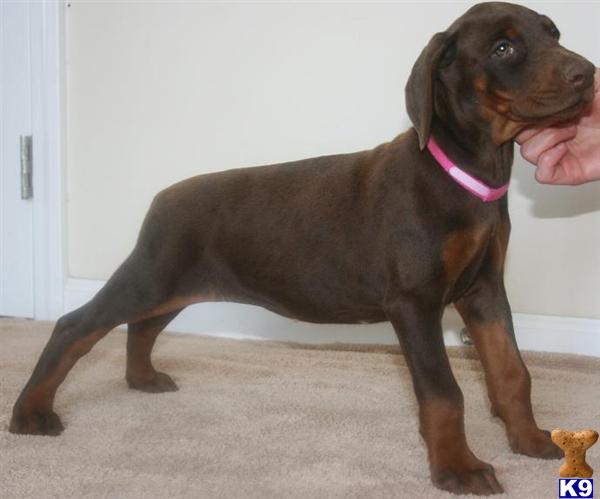 Doberman Pinscher Puppies for Sale