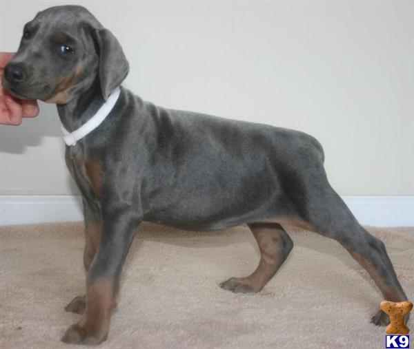Doberman Pinscher Puppies for Sale
