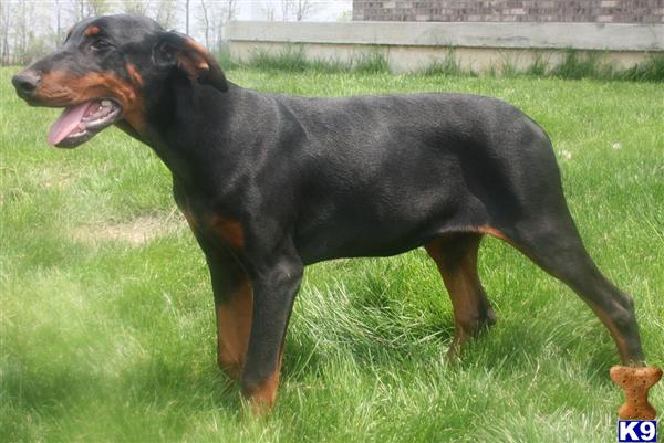 doberman puppies for sale. Doberman Pinscher Puppies