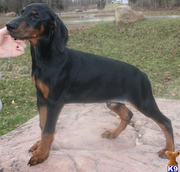 doberman puppies ohio document moved doberman puppies ohio document moved