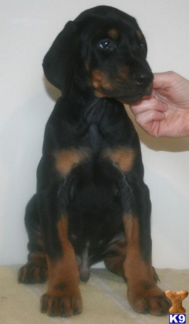 Doberman Pinscher Puppies in OH