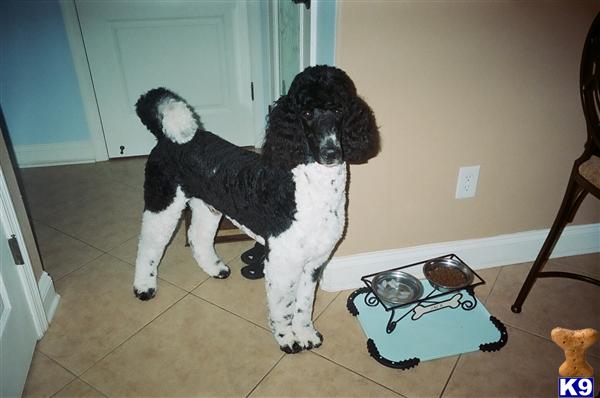 Stud Dogs - Poodle