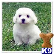 Puppies for Adoption